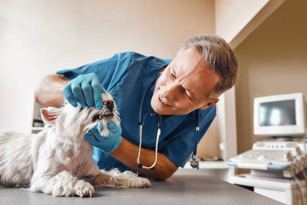 Best Tooth Pain Emergency Relief  in Safety Harbor, FL